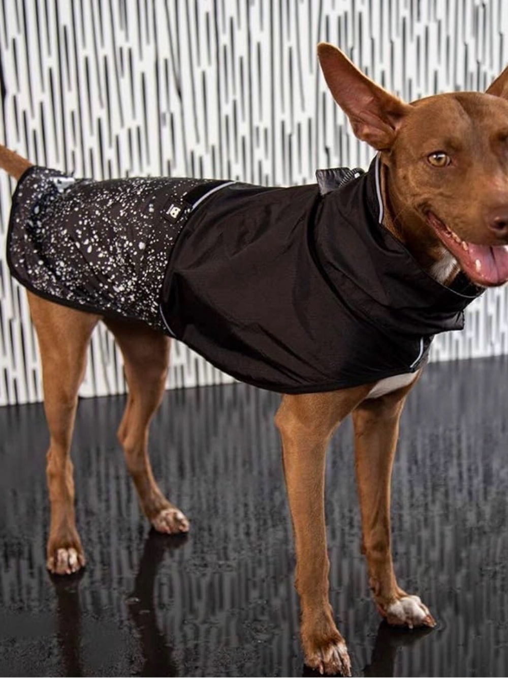 Black Packable Zer Dog Raincoat with Speckled Print